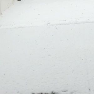 Meet your Posher, Daisy